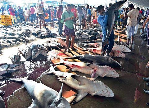 The Goa government has made mandatory that fish transporters should obtain certificates from Food Safety and Drug Administration (Photo | EPS)