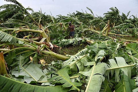 Large number of banana trees destroyed at Tiruchy. (Photo| M K Ashok Kumar/EPS)