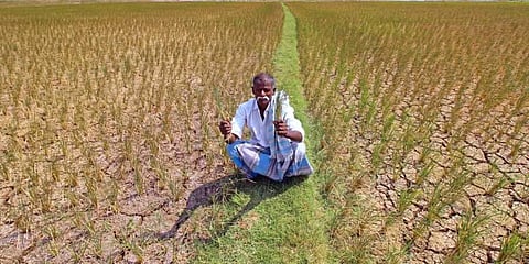 Extreme events such as droughts have become a huge burden for farmers