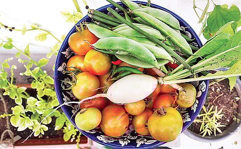Abhilasha grows 100 pots of seasonal vegetables in her  terrace garden