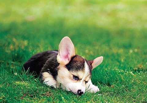 I feel disgusted when i see my dog eating poop, how do i stop him