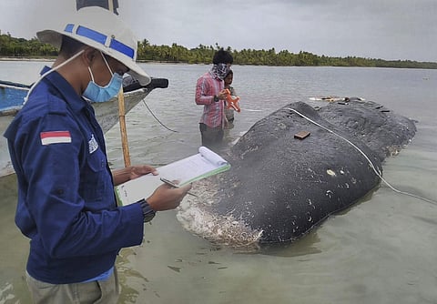 Dead sperm whale in Indonesia found with six kg of plastic in stomach