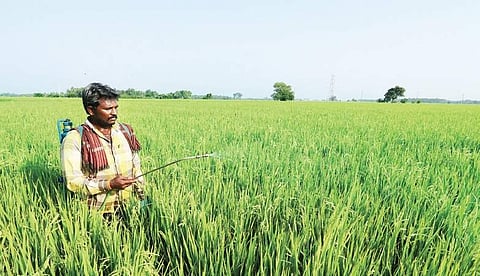 Representational image of Herbicides being sprayed in a paddy field