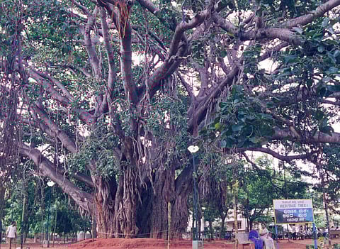 India's 500-year-old Banyan tree at in Karnataka which has been named as Hertitage tree. (Photo | File/EPS)