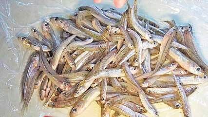 Mohurali fish