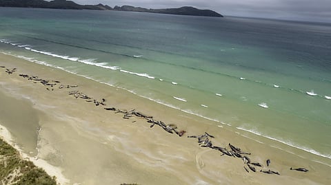 In this Sunday, Nov. 25, 2018 photo, pilot whales lie beached at Mason Bay, Rakiura on Stewart Island, New Zealand.  (Photo: AP)