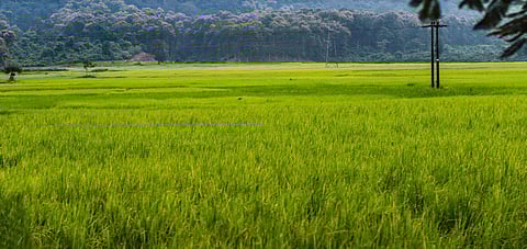 Image of a farm used for representational purpose only. (Photo | Muthiah Murugappan)