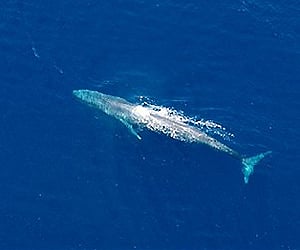 A blue whale is seen in Timor waters. (Photo | AP)