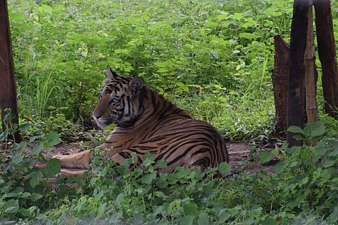 Image used for representational purposes (Photo | EPS)