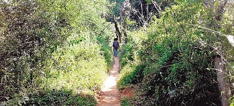The road leading to  Kakkattu Kadu