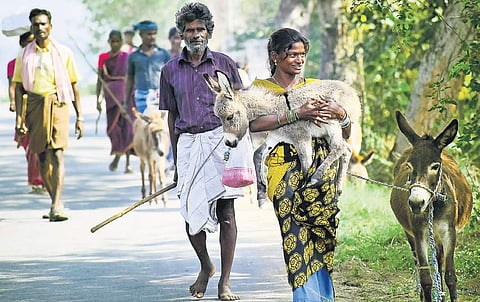The families walk for most of the distance or take lorries to reach their destinations PICS:Pandarinath b