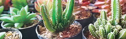 In praise of cactus