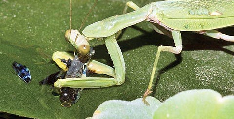 Asian Giant Praying Mantis feeding on a guppy fish at a garden on Magadi Road