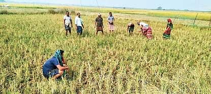 Farmers checking crops damaged by deer in an agriculture field in Raghunathpur block of Jagatsinghpur district on Monday 