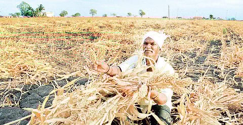 Karnataka has the largest tracts of arid drylands after Rajasthan in the country.