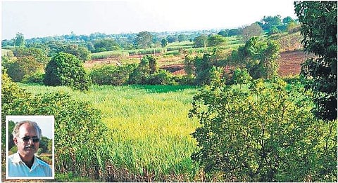 Sugarcane grown in the fields of Devendra Hanchinmani (inset) at Beedi village in Khanapur taluk