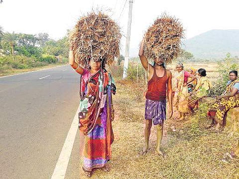 A farmer couple carrying harvested paddy in Dhenkanal district on Tuesday | Express