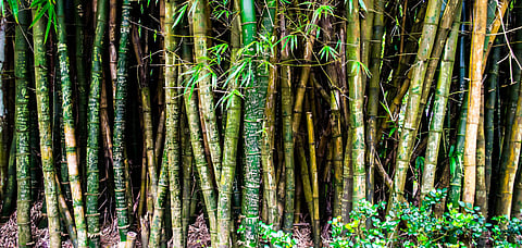 China wants to include bamboo in climate talks