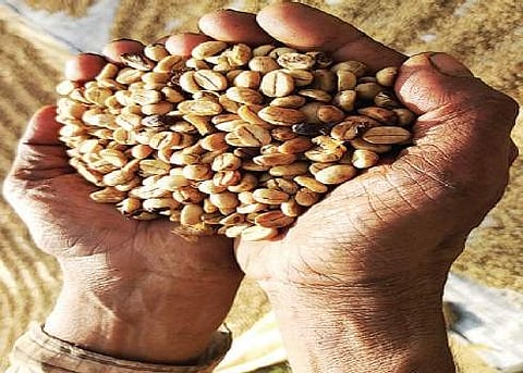 The bags will be sent for curing, a process where raw coffee beans are converted into a clean form, devoid of all husk and parchment cover.