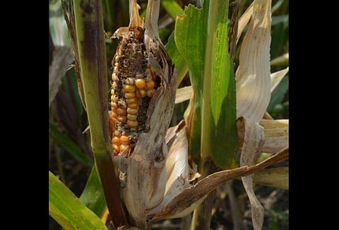 Image used for representational purpose. (Photo | EPS)