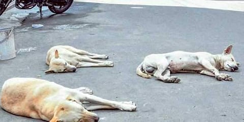 File image of stray dogs for representational purpose | EPS