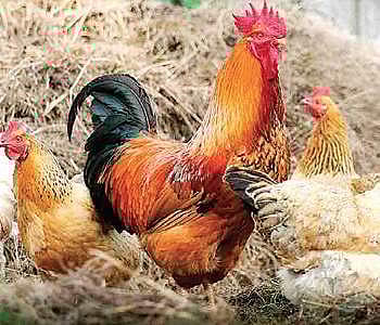 Country chicken to get a new commercial avatar soon