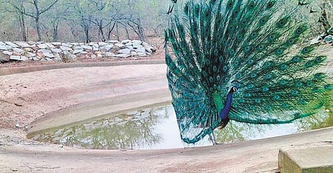 A peacock near an artificial pond at Kappatagudda forest in Gadag