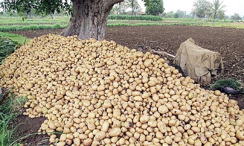 Around 10 lakh kg of potatoes are lying in Punjab’s cold storages | Express file photo