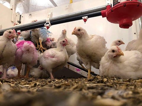 This Friday, Oct. 12, 2018 photo shows chickens under observation at the University of Guelph in Ontario, Canada. Researchers are tracking chicken traits like weight, growth rate and meat quality they hope will be useful to the poultry industry. (Photo | 