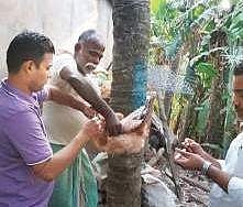 Veterinary officials collecting samples at a village in Kendrapara | EXPRESS