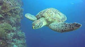 Green sea turtle. (Photo: YouTube)