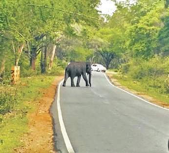 An elephant crossing the road in BRT Tiger Reserve | Express