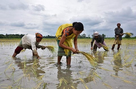 Women plant rice saplings at a paddy field in a village in Nagaon district of Assam (File Photo | Reuters)