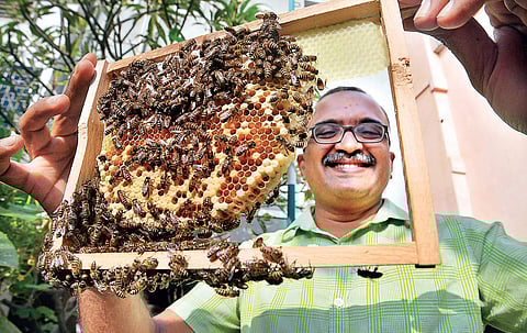 C H Shankar Hariharan with his bees | PUSHKAR V
