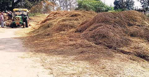 A heap of paddy straw dumped on Ekamba village road in Jeypore | Express