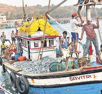A file picture of a fishing boat with the catch docked at Karwar port