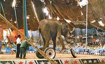 PETA backs Centre’s proposal for banning animals in circus