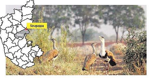 A rare photograph of a bustard family captured near Siruguppa | Samad Kottur