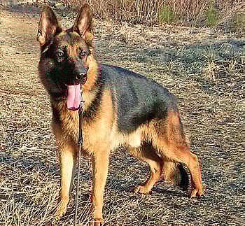 Is my dog acting weird due to crate training?