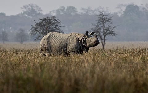 A one-horned rhinoceros. (File photo | AP)