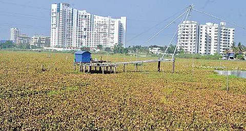 Chilavannoor lake, a prominent waterbody in the district, is on the cusp of death due to illegal encroachments and hyacinth.