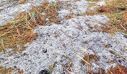 Snowfall at Daringbadi on Sunday morning. (Siba Prasad Tripathy | EPS)