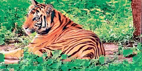 Tiger at Odisha's Satkosia