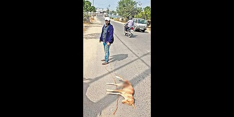 A stray dog succumbed to injuries on Wednesday after a GHMC worker dragged it by a rope down the road for half a kilometre in LB Nagar. (Photo | EPS)