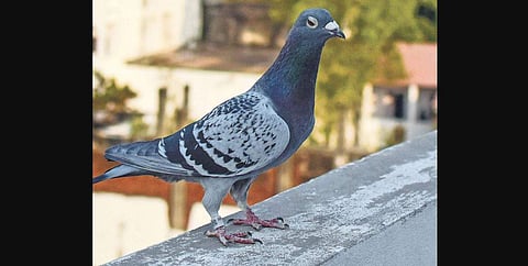 This homing pigeon named Queen won the first prize for Hyderabad Homer Pigeon Club last year, after she flew 1,000 km in 16 hours from Gwalior in Madhya Pradesh. (Photo | EPS)