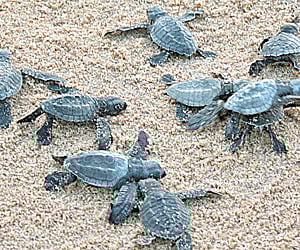 Olive Ridley turtles. Image for representation.