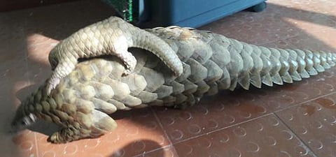 Rescued mother and baby pangoline
