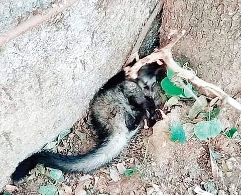 The civet cat which was found injured in Mehrauli | EXPRESS
