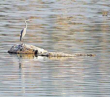 Wetlands often act as rest stops for many migratory birds on the move | sathya keerthi