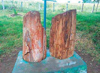 Fossil remains at the museum at Keelapazhur village | Express